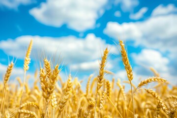 Fototapeta premium A picturesque golden wheat field under a bright blue sky. Neural network ai generated