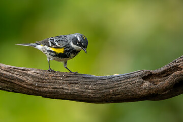 A yellow-rumped warbler perched on a vine