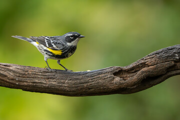 A yellow-rumped warbler perched on a vine