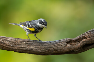 A yellow-rumped warbler perched on a vine