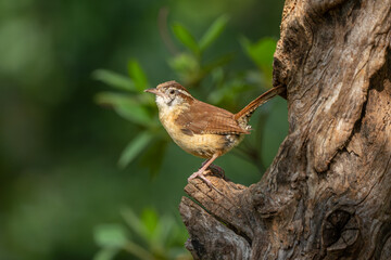 A carolina wren perched on a tree stump