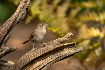 A house wren perched on a tree stump