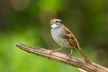 A white-throated sparrow perched on a vine