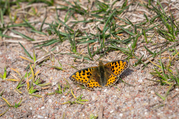 Upperside of Issoria lathonia, a butterfly of the family Nymphalidae. Queen of spain fritillary (issoria lathonia) butterfly resting on the ground. Coastal dunes landscape, daytime bright sunlight.