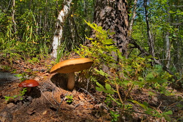 Fototapeta premium Russia, Eastern Siberia, Buryatia. Edible mushrooms in the Sayan Mountains, overgrown with impenetrable taiga in the height of summer.