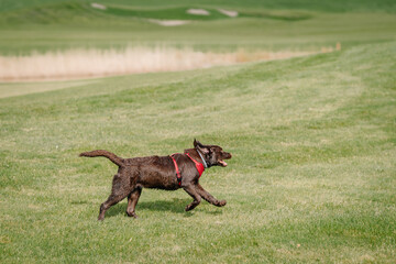 A wet brown Labrador dog wearing a red harness runs joyfully across a green grassy field on a sunny day..