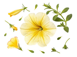 beautiful petunia flower with delicate yellow petals is surrounded by green leaves and smaller blooms, creating vibrant floral display