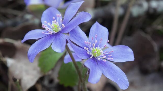 Liverleaf in the forest. Closeup of Hepatica nobilis flowers. The first spring flowers. Weather in April and May 