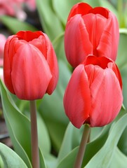 Naklejka premium Beautiful Red Tulips Spring Flowers Nature Bloom bud leaf stem love life petal plant macro