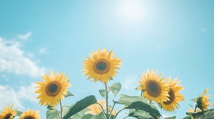 Obraz premium Bright Yellow Sunflowers Summer Field Blue Sky Day Warm View Happy Bloom Sunny Green Image