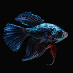Fototapeta premium Cinematic photo of Betta fish with black background