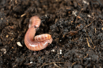 Compost Worm Crawling on Moist Ground Place For Text
