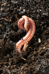 Top view of earthworm Eisenia fetida macro vertical shooting
