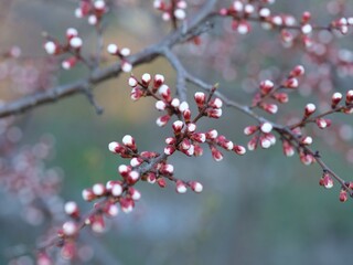 Flower buds on apricot tree branches ready to blooming. Close-up