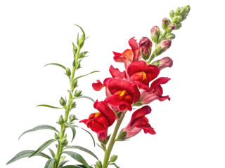 vibrant snapdragon flower stands tall with its striking red petals and lush green foliage, showcasing nature beauty