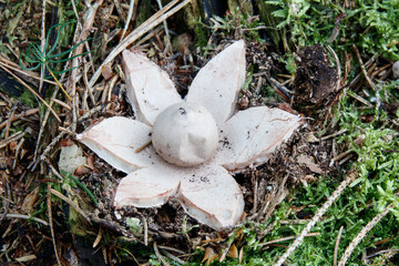 schöner Erdstern im Unterholz des Waldes - Geastrum fimbriatum