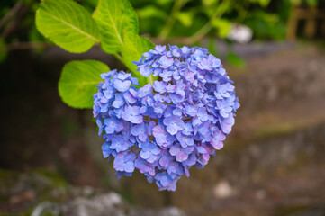 ハート形の青い紫陽花