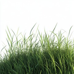 Fototapeta premium Tall Meadow Grass Cutout Transparent Background