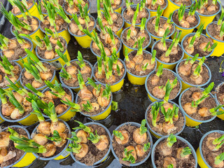 Vibrant Green Plant Bulbs Beautifully Set in Cheerful Yellow Pots for All to Enjoy Outside