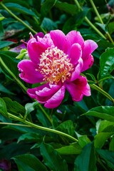 Rasberry charm peony
