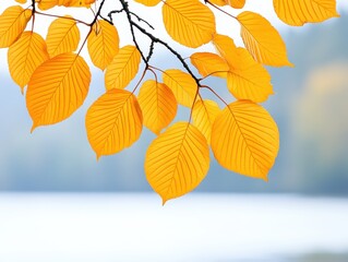 Fototapeta premium Autumn Leaves by Water