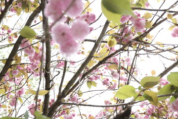 cherry blossom in spring