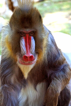 Colorful close up of a male Mandrill monkey