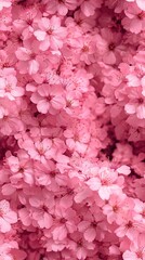 Fototapeta premium Close-up of pink cherry blossoms creating a textured floral background pattern.
