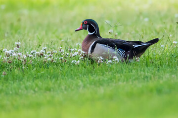Wood Duck Drake Resting in a Grassy Field
