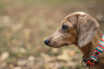 Side profile portrait of dachshund puppy wearing colorful collar