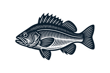 Vintage engraving illustration of sea bass fish in black and white