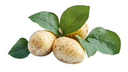 potatoes isolated on white