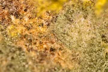 Penicillin and aspergillum mold on bread. Colonies of species of mold fungi, young (white), yellow Aspergillus flavus, green - Penicillum. Aspergillus niger ripe black round sporangia. Ultramacro