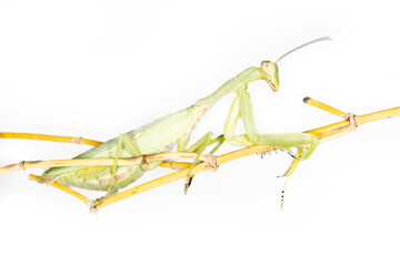 Big female Praying mantis (Mantis religiosa) on on a white background and a branch of ephedra. Crimea