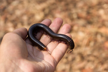 Millipede Spirostreptida, Parilis from the rainforest of Vietnam. A large non-poisonous specimen in the palm of your hand. Individ 16 cm
