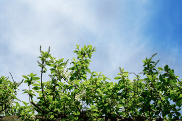 Branches of blooming Bird Cherry tree Prunus padus with white flower racemes and green leaves against blue sky. Spring nature visual of native flowering tree