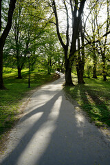 Fototapeta premium Serene view along a winding park path surrounded by tall trees casting long shadows from dappled sunlight. Peaceful urban green space ideal for walking or relaxation