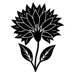 flowers Chicory silhouette vector illustrator 