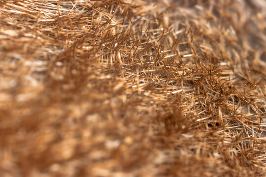 Unusual Eurasian water shrew (Neomys fodiens) fur. The shrew's fur is thick, flat, contains a lot of air and is not wetted with water. Adaptation to an aquatic lifestyle. Ultramacro