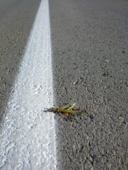 Myriad, innumerable insects die on the roads every day. There are rare species among them. Death does not understand. Dead Spiked magician (Saga pedo) is Europian vulnerable species (IUCN)