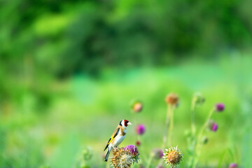 European goldfinch (Carduelis carduelis) feed on young thistle seeds. Crimea