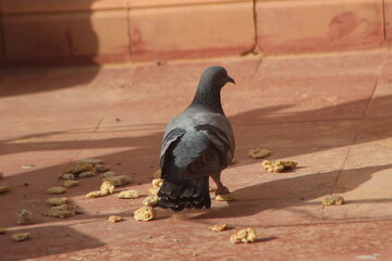 Rock Pigeon Close Up, Common Pigeon on the Ground