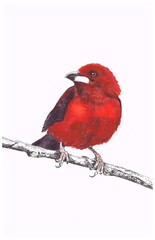 cardinal on a branch