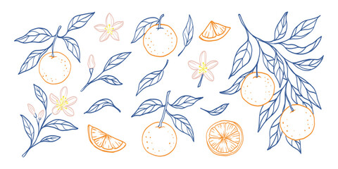 A blue and orange drawing of fruit and leaves. The fruit includes oranges and an orange slice. The leaves are green and the drawing has a light, airy feel