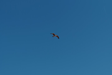 Gaviota in flight in the blue sky on the coast