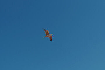 Seagull flying in blue sky over coast and sea