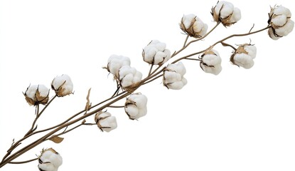 Fluffy cotton bolls on a branch, isolated on white