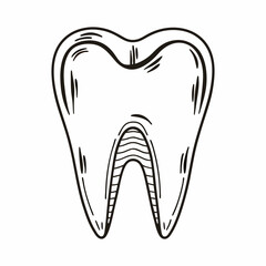tooth on a white