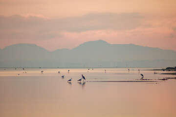 Herons, flamingos, and other birds in the calm waters of the Mar Menor, Murcia Region, Spain, at dawn