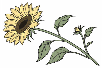 vector illustration of sunflower